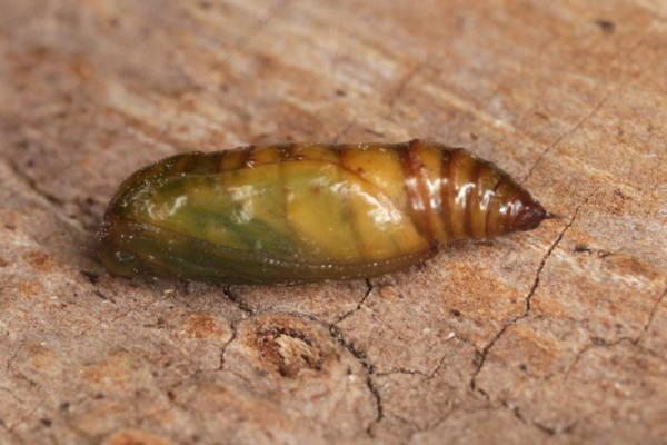 Idaea biselata: Bild 31