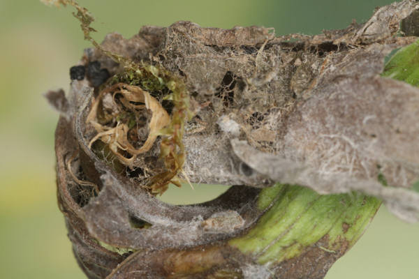 Idaea biselata: Bild 37