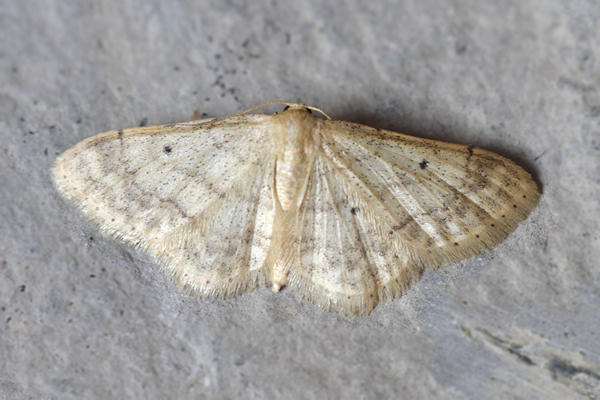 Idaea biselata: Bild 23