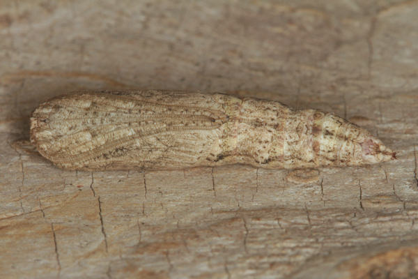 Ourapteryx sambucaria: Bild 56