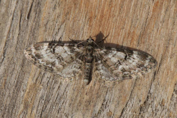 Eupithecia irriguata: Bild 11