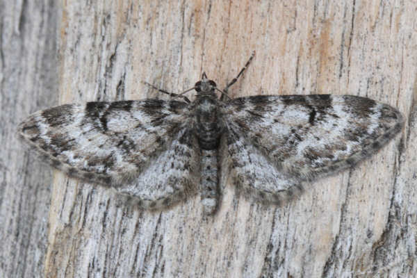 Eupithecia irriguata: Bild 12