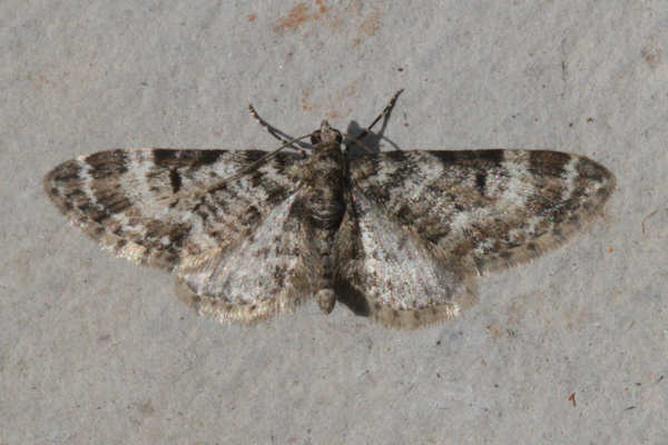 Eupithecia irriguata: Bild 13