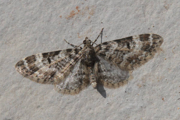 Eupithecia irriguata: Bild 15