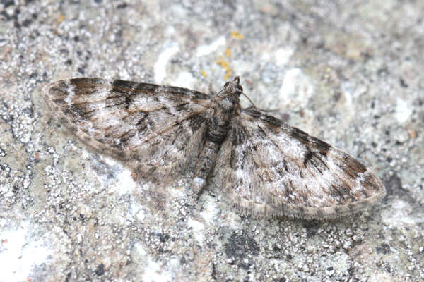 Eupithecia irriguata: Bild 16
