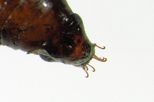 Eupithecia irriguata: Bild 74