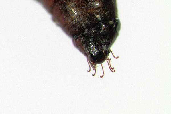 Eupithecia irriguata: Bild 75