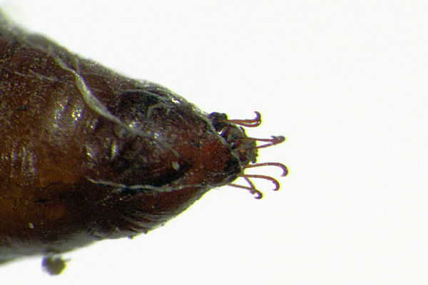 Eupithecia irriguata: Bild 76