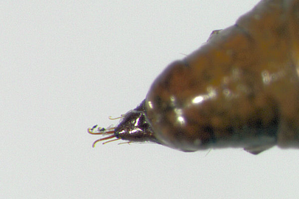 Eupithecia lanceata: Bild 59