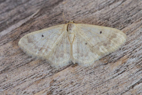 Idaea biselata: Bild 24