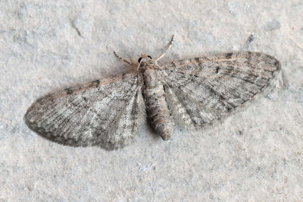 Eupithecia egenaria: Bild 4