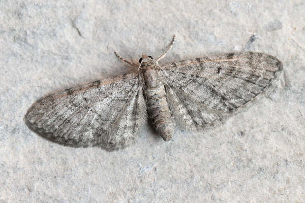 Eupithecia egenaria: Bild 5