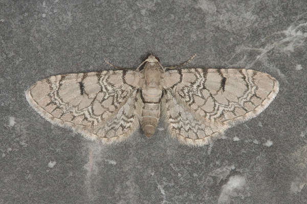 Eupithecia schiefereri: Bild 4