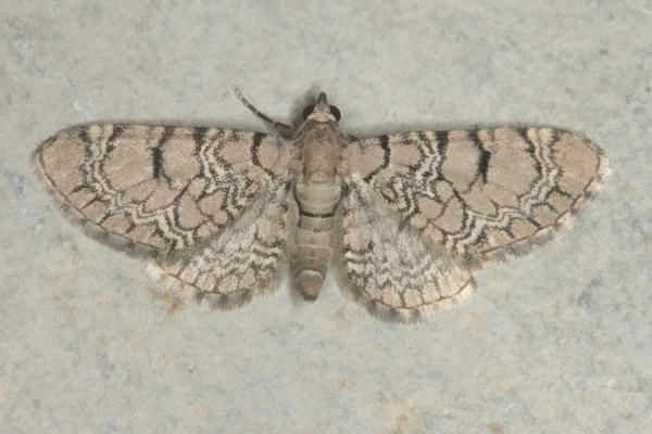 Eupithecia schiefereri: Bild 5