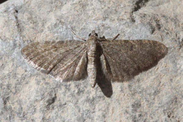 Eupithecia thalictrata: Bild 7