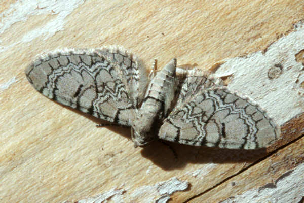 Eupithecia schiefereri: Bild 12