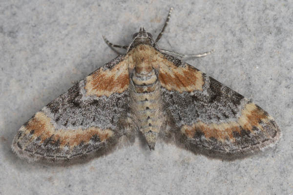 Eupithecia pulchellata: Bild 21