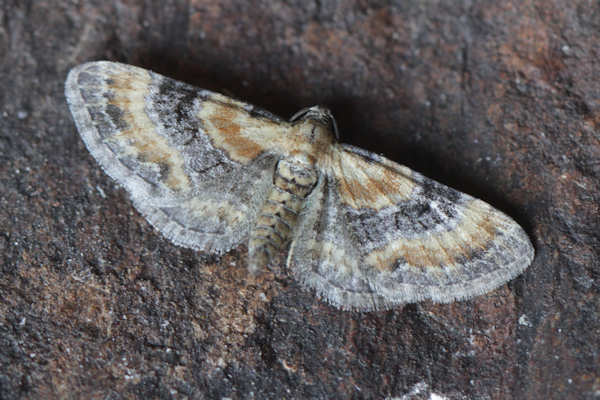 Eupithecia pulchellata: Bild 7