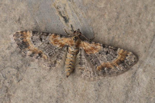 Eupithecia pulchellata: Bild 8