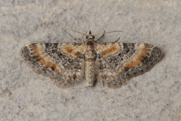 Eupithecia pulchellata: Bild 9