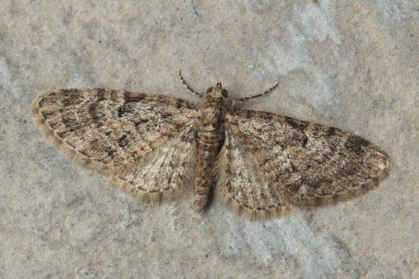 Eupithecia dodoneata: Bild 3