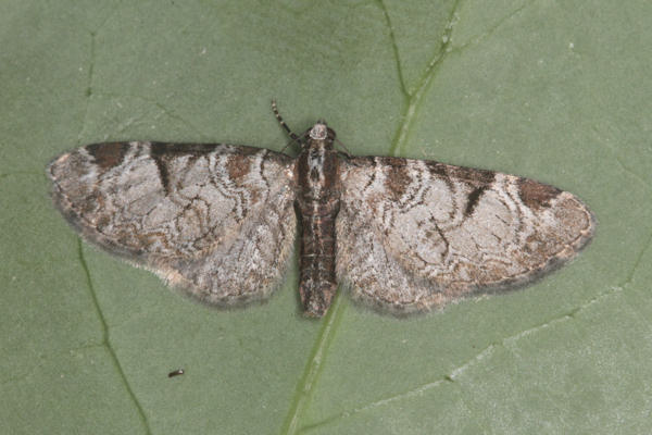 Eupithecia insigniata: Bild 16