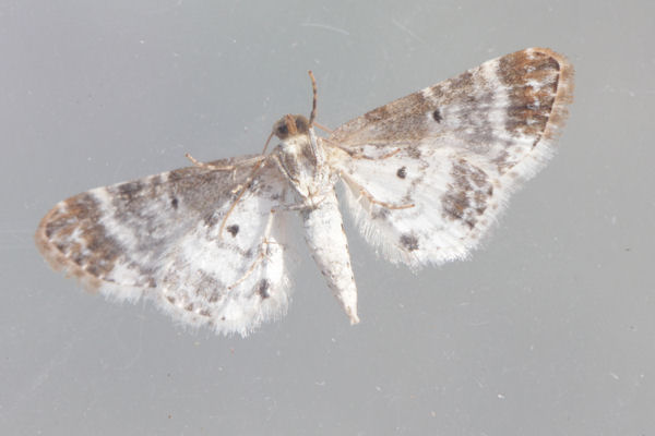 Eupithecia breviculata: Bild 12