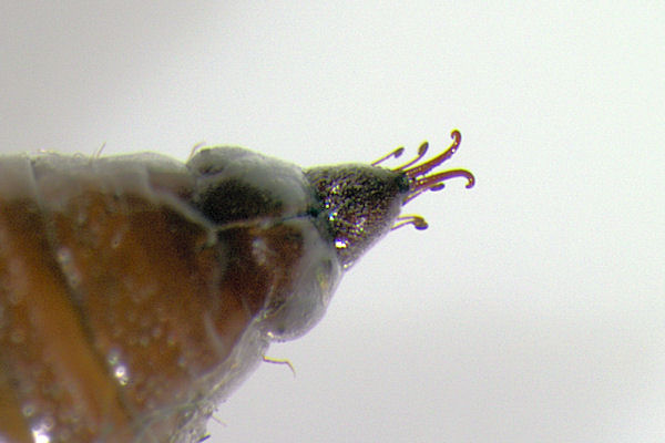 Eupithecia pulchellata: Bild 90