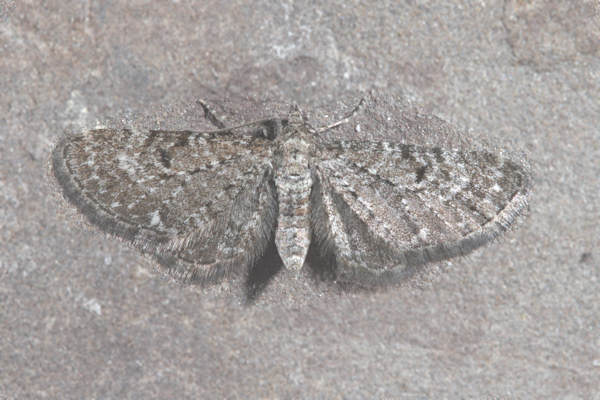 Eupithecia virgaureata: Bild 17