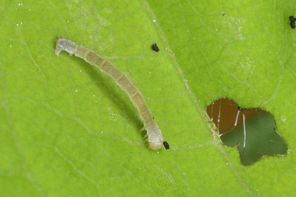 Eupithecia insigniata: Bild 23