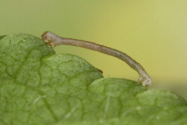 Eupithecia insigniata: Bild 25