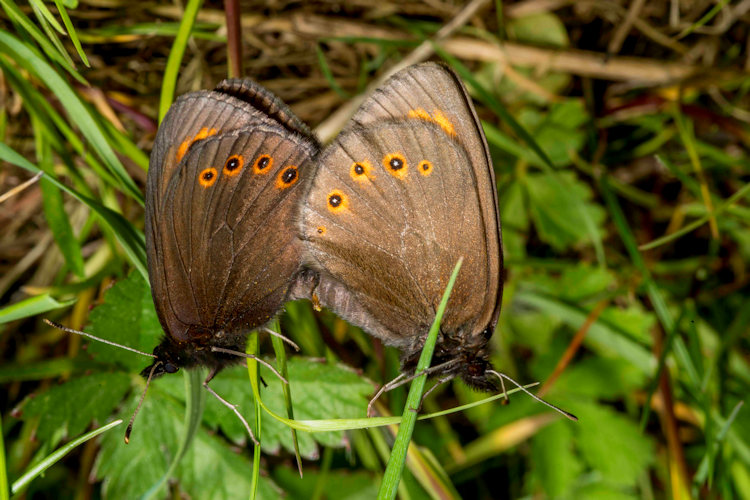 Chloroclysta siterata: Bild 2