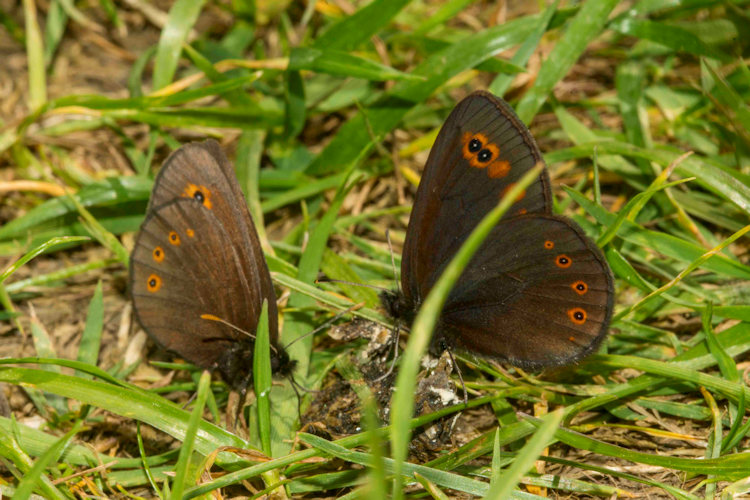 Chloroclysta siterata: Bild 3