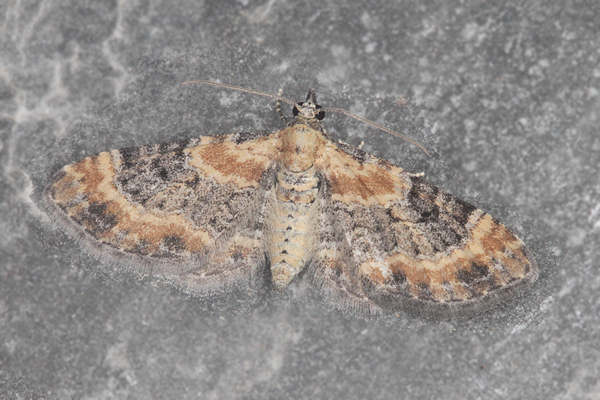 Eupithecia pulchellata: Bild 22