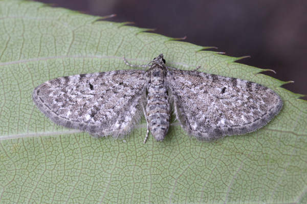 Eupithecia satyrata: Bild 23