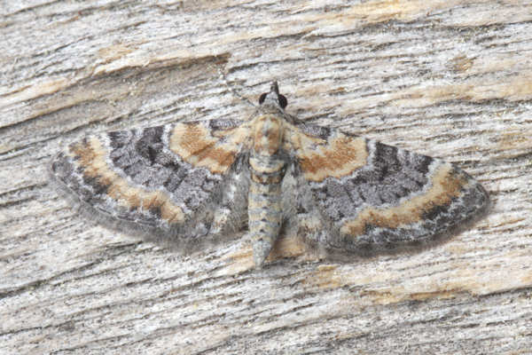 Eupithecia pyreneata: Bild 8