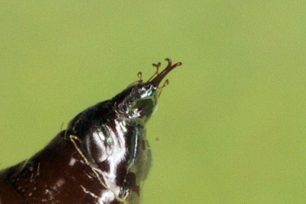 Eupithecia pyreneata: Bild 59