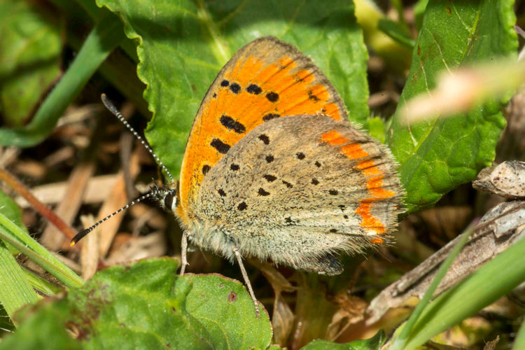 Lycaena ottomanus: Bild 10