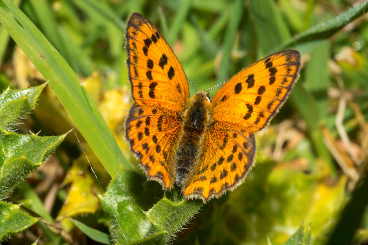Lycaena ottomanus: Bild 2