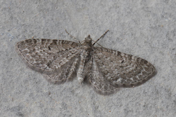 Eupithecia satyrata: Bild 3