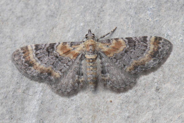 Eupithecia pyreneata: Bild 13