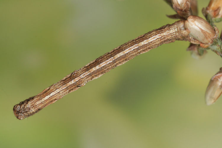 Peribatodes rhomboidaria: Bild 9