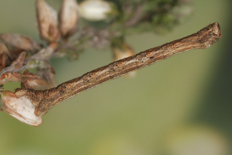 Peribatodes rhomboidaria: Bild 10