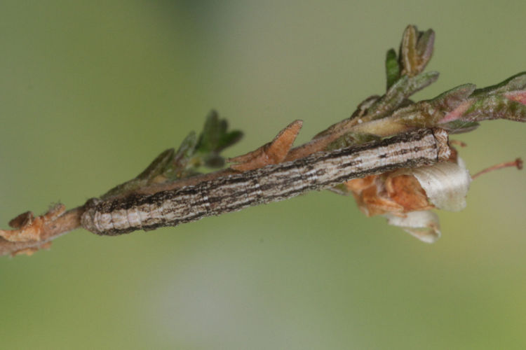 Peribatodes rhomboidaria: Bild 7