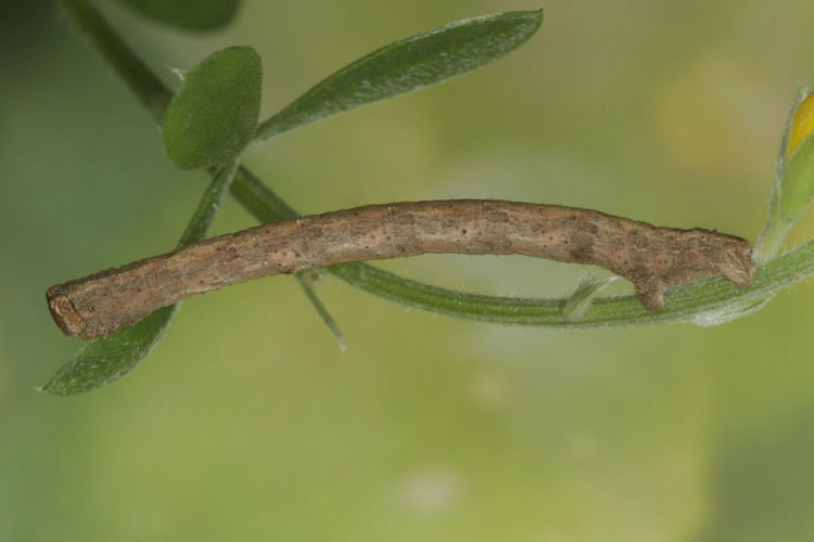 Peribatodes rhomboidaria: Bild 22