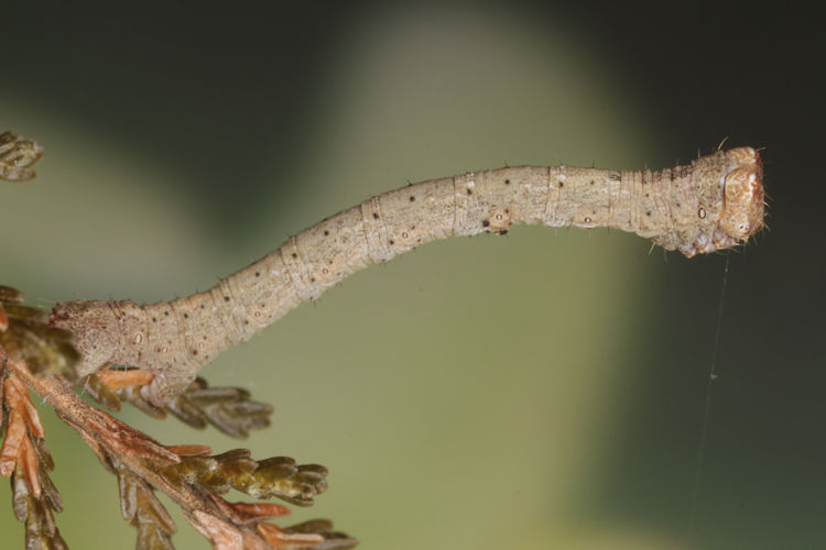 Peribatodes rhomboidaria: Bild 16