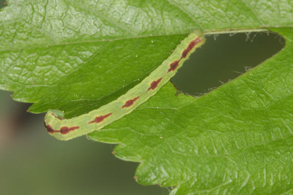 Eupithecia insigniata: Bild 54