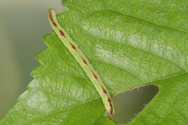 Eupithecia insigniata: Bild 55