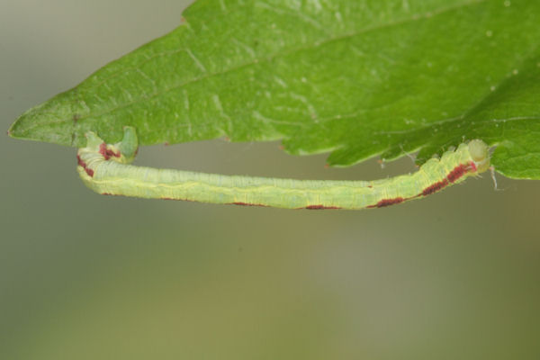 Eupithecia insigniata: Bild 56