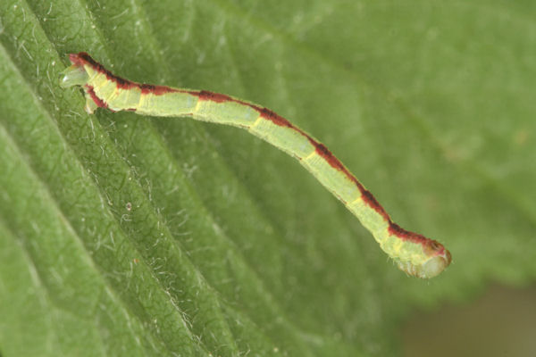 Eupithecia insigniata: Bild 57